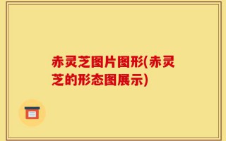 赤灵芝图片图形(赤灵芝的形态图展示)