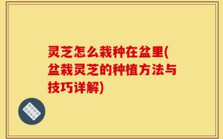 灵芝怎么栽种在盆里(盆栽灵芝的种植方法与技巧详解)