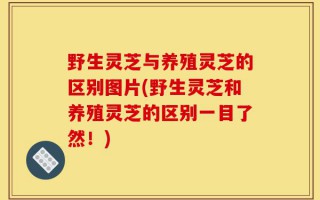 野生灵芝与养殖灵芝的区别图片(野生灵芝和养殖灵芝的区别一目了然！)