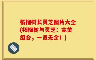 柘榴树长灵芝图片大全(柘榴树与灵芝：完美组合，一览无余！)