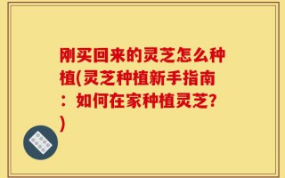 刚买回来的灵芝怎么种植(灵芝种植新手指南：如何在家种植灵芝？)
