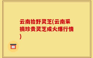 云南拾野灵芝(云南采摘珍贵灵芝成火爆行情)