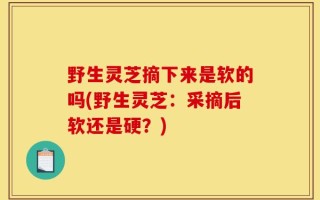 野生灵芝摘下来是软的吗(野生灵芝：采摘后软还是硬？)