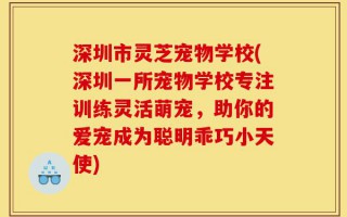 深圳市灵芝宠物学校(深圳一所宠物学校专注训练灵活萌宠，助你的爱宠成为聪明乖巧小天使)