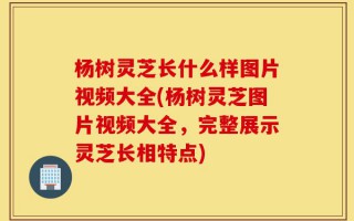 杨树灵芝长什么样图片视频大全(杨树灵芝图片视频大全，完整展示灵芝长相特点)