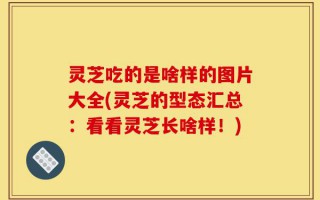 灵芝吃的是啥样的图片大全(灵芝的型态汇总：看看灵芝长啥样！)