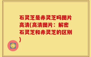 石灵芝是赤灵芝吗图片高清(高清图片：解密石灵芝和赤灵芝的区别)