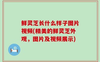 鲜灵芝长什么样子图片视频(精美的鲜灵芝外观，图片及视频展示)