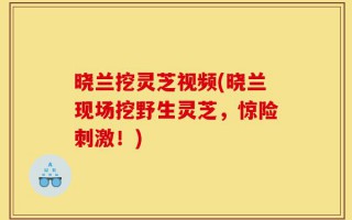 晓兰挖灵芝视频(晓兰现场挖野生灵芝，惊险刺激！)
