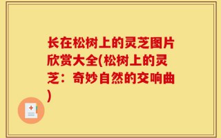 长在松树上的灵芝图片欣赏大全(松树上的灵芝：奇妙自然的交响曲)