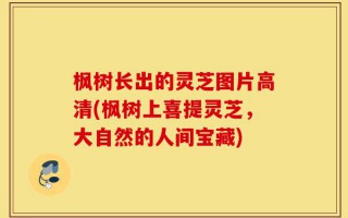 枫树长出的灵芝图片高清(枫树上喜提灵芝，大自然的人间宝藏)