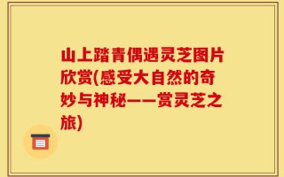 山上踏青偶遇灵芝图片欣赏(感受大自然的奇妙与神秘——赏灵芝之旅)