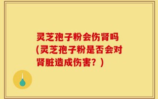 灵芝孢子粉会伤肾吗 (灵芝孢子粉是否会对肾脏造成伤害？)