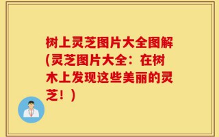 树上灵芝图片大全图解(灵芝图片大全：在树木上发现这些美丽的灵芝！)