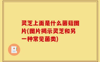 灵芝上面是什么菌菇图片(图片揭示灵芝和另一种常见菌类)