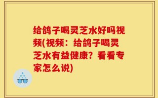 给鸽子喝灵芝水好吗视频(视频：给鸽子喝灵芝水有益健康？看看专家怎么说)