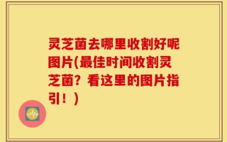 灵芝菌去哪里收割好呢图片(最佳时间收割灵芝菌？看这里的图片指引！)