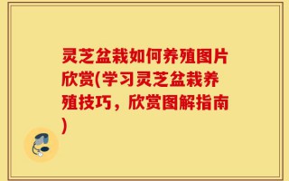 灵芝盆栽如何养殖图片欣赏(学习灵芝盆栽养殖技巧，欣赏图解指南)