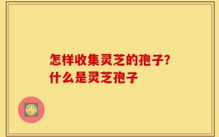 怎样收集灵芝的孢子？什么是灵芝孢子