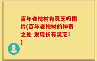 百年老槐树有灵芝吗图片(百年老槐树的神奇之处 发现长有灵芝！)