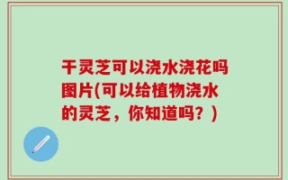 干灵芝可以浇水浇花吗图片(可以给植物浇水的灵芝，你知道吗？)