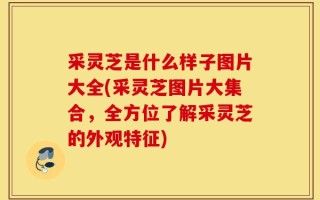 采灵芝是什么样子图片大全(采灵芝图片大集合，全方位了解采灵芝的外观特征)