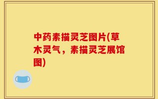 中药素描灵芝图片(草木灵气，素描灵芝展馆图)