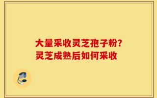 大量采收灵芝孢子粉？灵芝成熟后如何采收