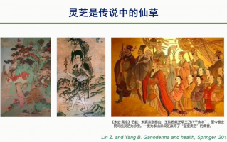 泰山灵芝的美好寓意和传说