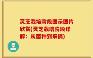 灵芝栽培阶段图示图片欣赏(灵芝栽培阶段详解：从菌种到采摘)