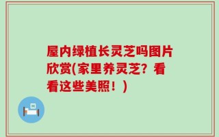 屋内绿植长灵芝吗图片欣赏(家里养灵芝？看看这些美照！)