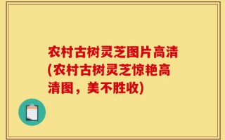 农村古树灵芝图片高清(农村古树灵芝惊艳高清图，美不胜收)