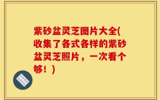 紫砂盆灵芝图片大全(收集了各式各样的紫砂盆灵芝照片，一次看个够！)