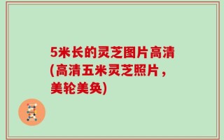 5米长的灵芝图片高清(高清五米灵芝照片，美轮美奂)