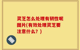 灵芝怎么处理有韧性呢图片(有效处理灵芝要注意什么？)