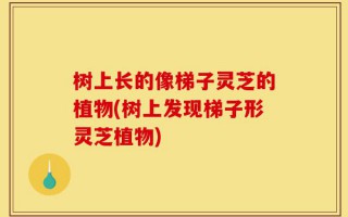 树上长的像梯子灵芝的植物(树上发现梯子形灵芝植物)