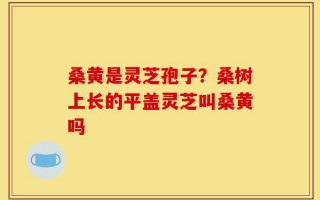 桑黄是灵芝孢子？桑树上长的平盖灵芝叫桑黄吗