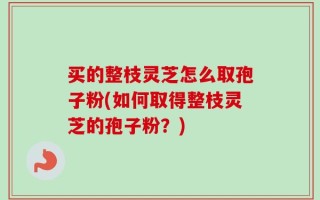 买的整枝灵芝怎么取孢子粉(如何取得整枝灵芝的孢子粉？)