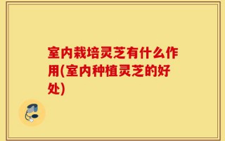 室内栽培灵芝有什么作用(室内种植灵芝的好处)