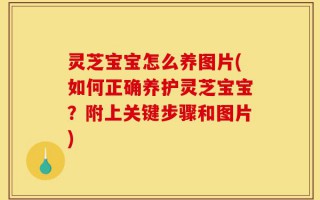 灵芝宝宝怎么养图片(如何正确养护灵芝宝宝？附上关键步骤和图片)