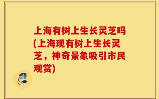上海有树上生长灵芝吗(上海现有树上生长灵芝，神奇景象吸引市民观赏)