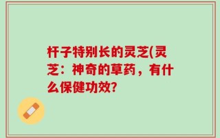 杆子特别长的灵芝(灵芝：神奇的草药，有什么保健功效？