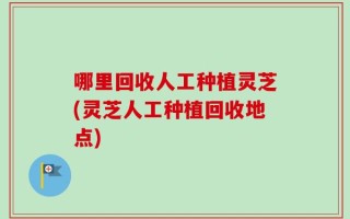 哪里回收人工种植灵芝(灵芝人工种植回收地点)