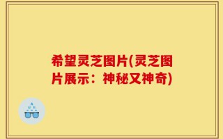 希望灵芝图片(灵芝图片展示：神秘又神奇)