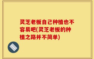 灵芝老板自己种植也不容易吧(灵芝老板的种植之路并不简单)
