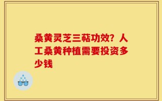 桑黄灵芝三萜功效？人工桑黄种植需要投资多少钱