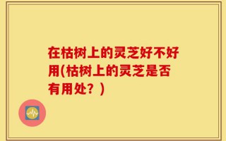 在枯树上的灵芝好不好用(枯树上的灵芝是否有用处？)