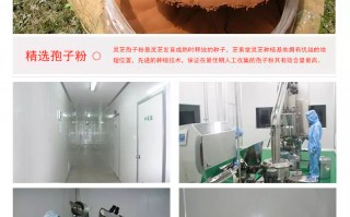 灵芝孢子粉哪家正宗？