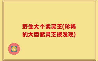 野生大个紫灵芝(珍稀的大型紫灵芝被发现)