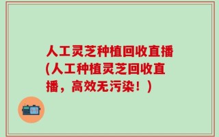人工灵芝种植回收直播(人工种植灵芝回收直播，高效无污染！)